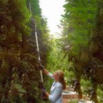 WORX WG252E 20Volt 2.0Ah Li-ion Tek Akülü 45CM Profesyonel Teleskobik Saplı Açı Ayarlı Çit Budama - Görsel 3